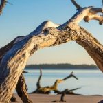 Top 7 Family-Friendly Activities at Little Talbot Island for an Unforgettable Getaway