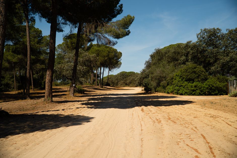 A serene sandy path through a forest with clear summer skies and vibrant foliage.