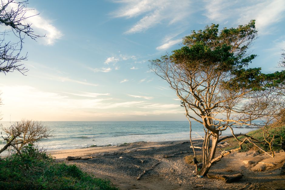 Serene view of a coastal beach with trees, captured at sunrise. Perfect scene for nature lovers.