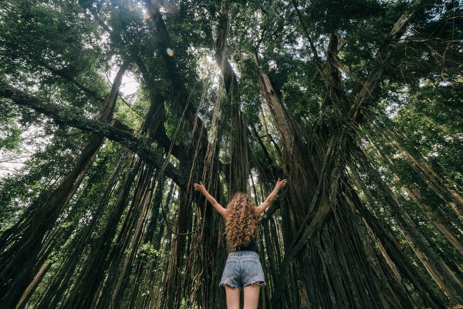 A woman stands with arms raised, surrounded by towering trees in a lush forest.