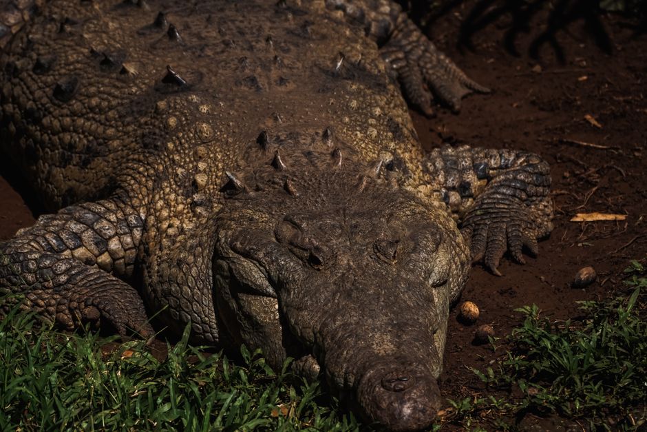 Detailed image of a large crocodile resting on muddy ground with textured skin.