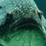 Great Barrier Reef in Winter: The Clear-Water Verdict