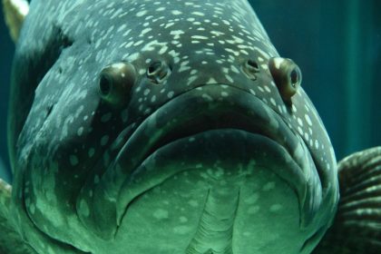 Great Barrier Reef in Winter: The Clear-Water Verdict Great Barrier Reef in Winter: The Clear-Water Verdict