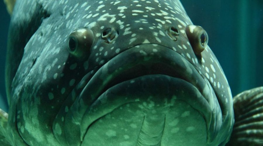 Great Barrier Reef in Winter: The Clear-Water Verdict Great Barrier Reef in Winter: The Clear-Water Verdict