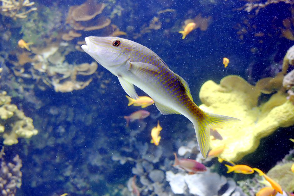 Close-up of a vibrant fish swimming among colorful corals in an underwater scene.