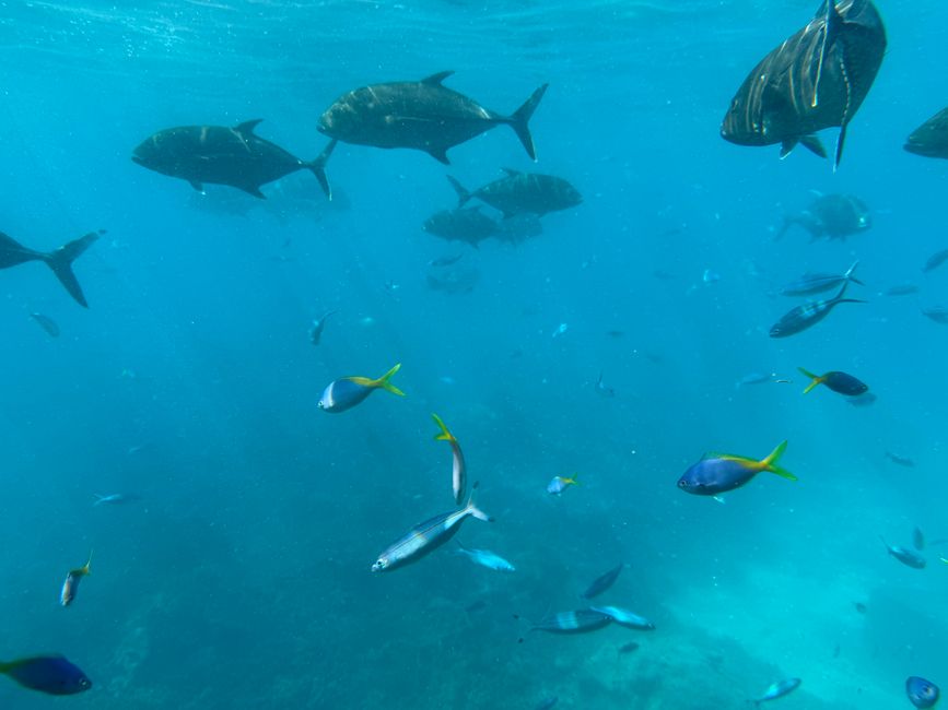 A diverse group of fish swimming in the clear blue waters of the Coral Sea, highlighting marine biodiversity.
