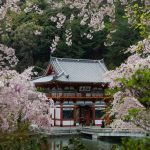 Planning a Cherry Blossom Trip to Japan in 2026: 6 Smart Moves