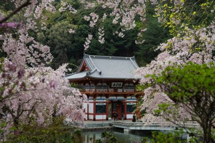 Planning a Cherry Blossom Trip to Japan in 2026: 6 Smart Moves Planning a Cherry Blossom Trip to Japan in 2026: 6 Smart Moves