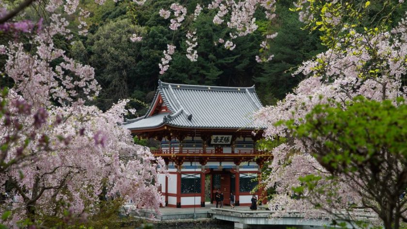 Planning a Cherry Blossom Trip to Japan in 2026: 6 Smart Moves Planning a Cherry Blossom Trip to Japan in 2026: 6 Smart Moves