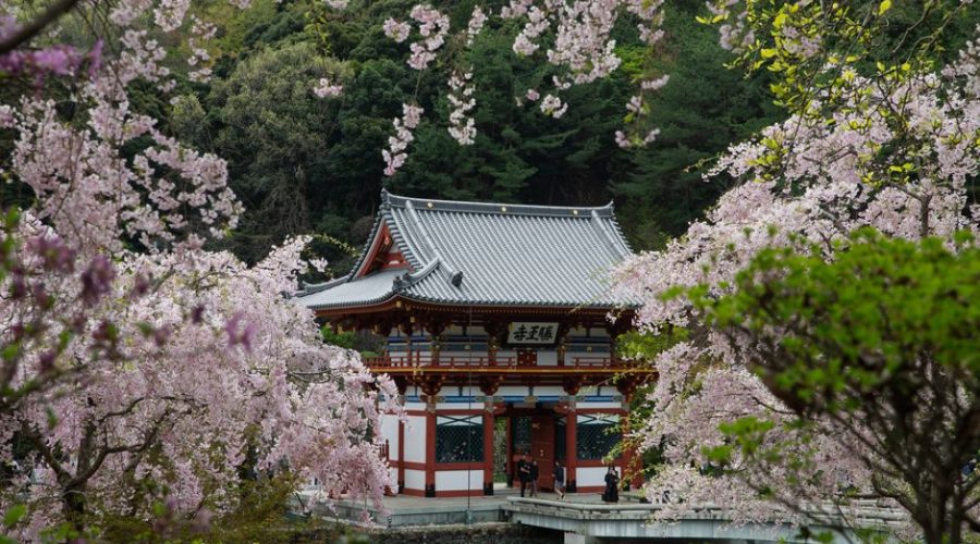 Planning a Cherry Blossom Trip to Japan in 2026: 6 Smart Moves Planning a Cherry Blossom Trip to Japan in 2026: 6 Smart Moves
