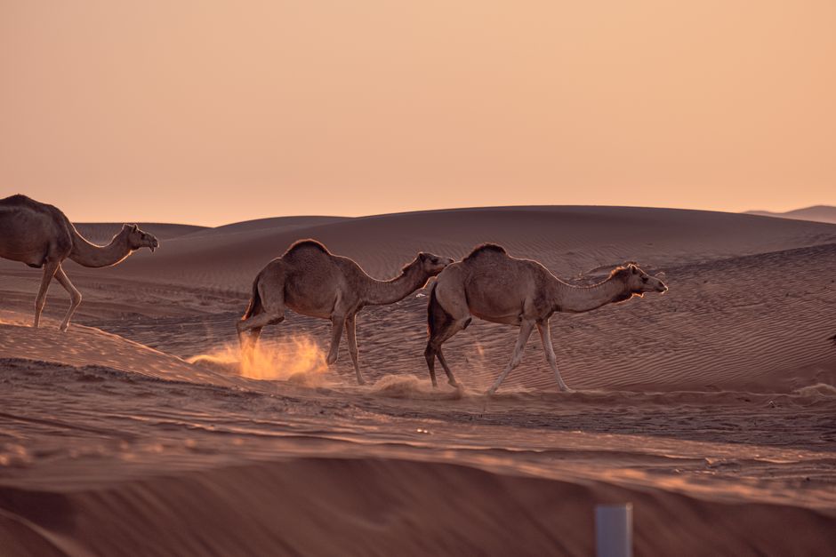 Camels trek across sand dunes at dusk, capturing the essence of desert life.