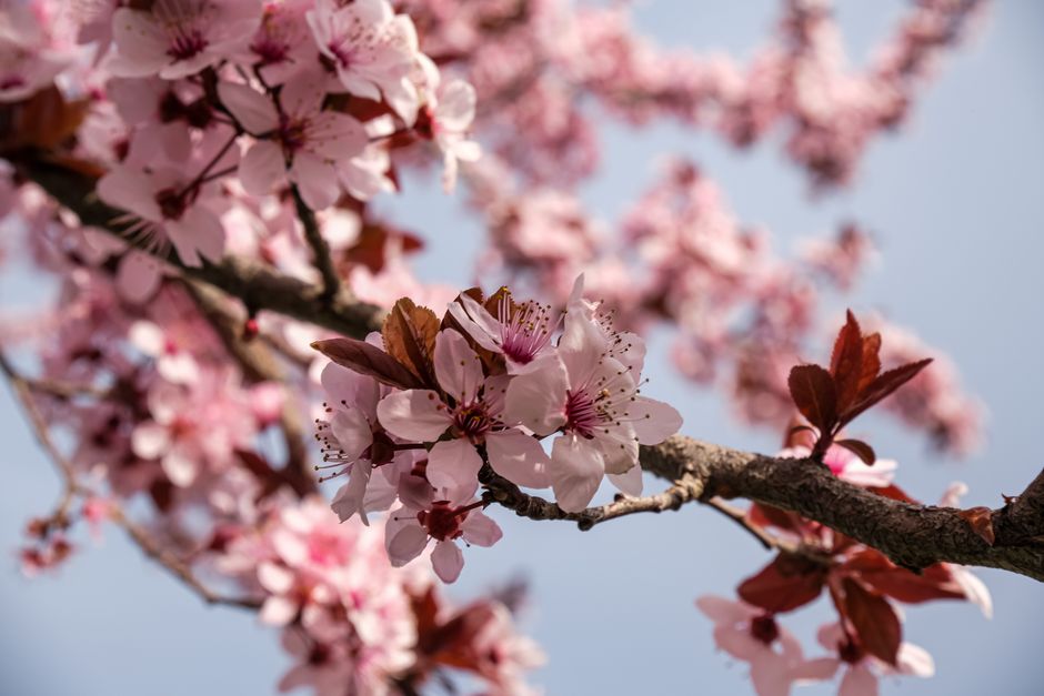 Beautiful close-up of pink cherry blossoms in full bloom on a sunny spring day.