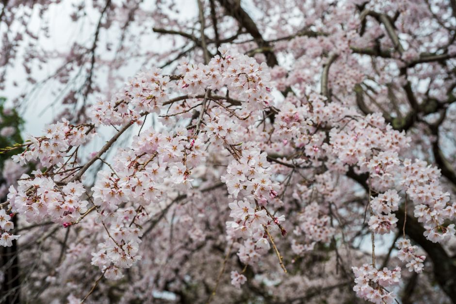 Delicate cherry blossoms in full bloom on a spring day, showcasing nature's beauty.