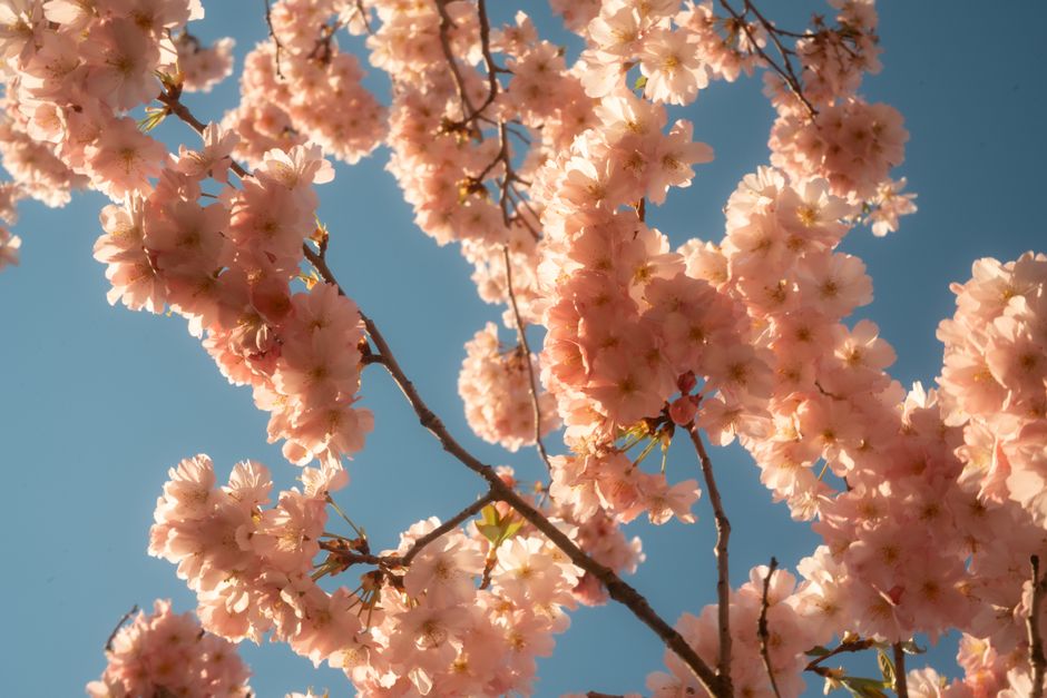 Beautiful cherry blossoms in full bloom under a clear blue sky showcasing spring's essence.