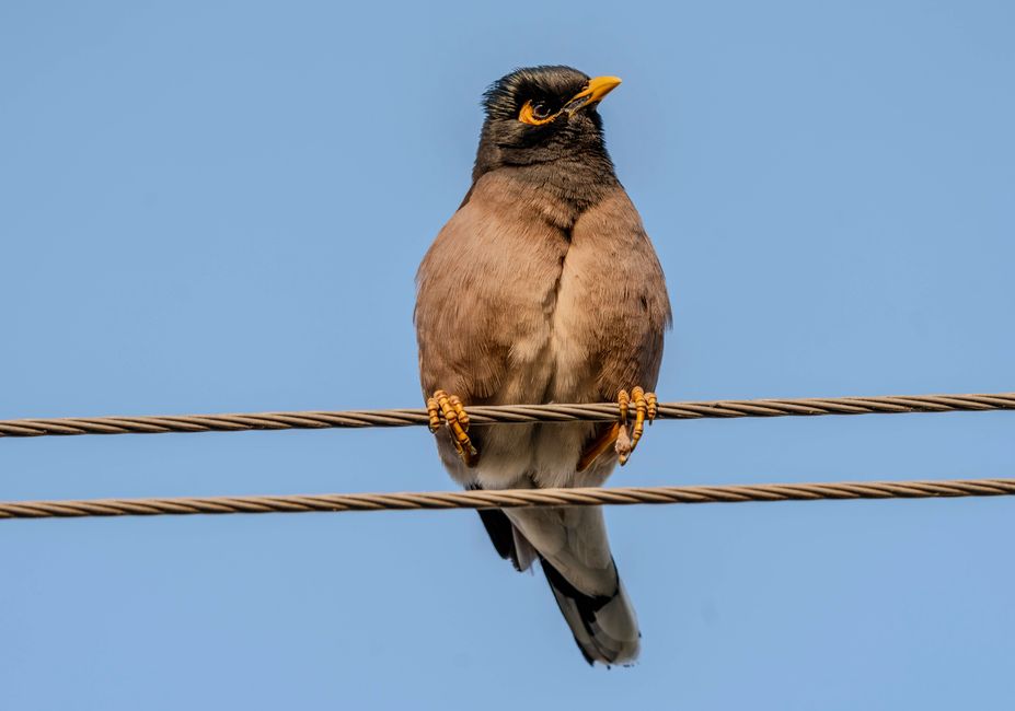 Close-up of a common myna bird perched on wires under a clear blue sky.